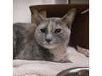 Adopt Cherry a Gray or Blue Domestic Shorthair / Mixed cat in Ballston Spa