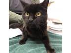 Adopt Nera a All Black Domestic Shorthair / Mixed cat in Ballston Spa