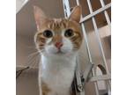 Adopt Teddy a Orange or Red Domestic Shorthair / Mixed cat in Ballston Spa