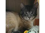 Adopt Garth a Tan or Fawn Tabby Siamese / Mixed cat in Ballston Spa