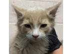 Adopt 49042 a Tan or Fawn Tabby Domestic Mediumhair / Mixed cat in Las Cruces