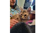 Adopt War a Spotted Tabby/Leopard Spotted Maine Coon / Mixed (long coat) cat in