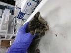 Adopt FELTON a Brown Tabby Domestic Shorthair / Mixed (short coat) cat in