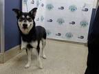 Adopt TANK a Black - with White Husky / Mixed dog in Doral, FL (34694903)