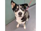 Adopt HERCULES a Tricolor (Tan/Brown & Black & White) Husky / Mixed dog in