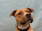 Adopt Tugboat a Tan/Yellow/Fawn Hound (Unknown Type) / American Pit Bull Terrier
