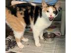 Adopt FIONA a White Domestic Shorthair / Domestic Shorthair / Mixed cat in