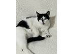 Adopt Jeta a Black & White or Tuxedo Domestic Shorthair / Mixed (short coat) cat