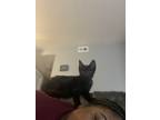 Adopt Nugget a All Black American Shorthair / Mixed (short coat) cat in Wichita