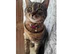 Adopt Luna a Tiger Striped Domestic Mediumhair / Mixed (medium coat) cat in