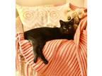 Adopt Gemma a All Black American Shorthair / Mixed (short coat) cat in Grand