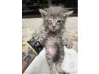 Adopt Kitten 2 a Gray or Blue Domestic Shorthair / Domestic Shorthair / Mixed