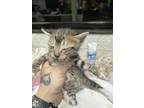 Adopt Kitten 4 a Brown or Chocolate Domestic Shorthair / Domestic Shorthair /