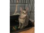 Adopt Piper a Brown Tabby Abyssinian / Mixed (short coat) cat in Texas City