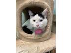 Adopt Severus a White Domestic Shorthair / Domestic Shorthair / Mixed cat in