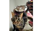 Adopt Connie a Brown Tabby Domestic Shorthair / Mixed cat in Dayton