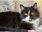 Adopt Delta a All Black Domestic Shorthair / Domestic Shorthair / Mixed cat in