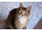 Adopt Victor a Brown or Chocolate Domestic Shorthair / Domestic Shorthair /