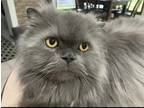 Adopt Reddington a Gray or Blue Persian / Mixed (medium coat) cat in Marshall