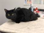 Adopt Jacob Black A All Black Domestic Mediumhair  Domestic Shorthair  Mixed Cat In Kansas City MO 34694454

Spayedneutered
