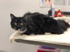 Adopt Charlie Swan A All Black Domestic Mediumhair  Domestic Shorthair  Mixed Cat In Kansas City MO 34694453

Spayedneutered