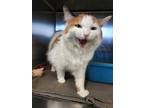 Adopt Maple A White Domestic Mediumhair / Domestic Shorthair / Mixed Cat In