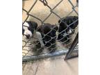 Adopt Moe a Black Mixed Breed (Medium) / Mixed dog in Sullivan, IN (34694614)