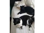 Adopt Cosmo A All Black Domestic Shorthair / Mixed (short Coat) Cat In