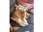 Adopt Enigma a Orange or Red Tabby Domestic Longhair / Mixed (medium coat) cat