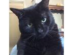 Adopt Oscar a All Black Domestic Shorthair / Mixed (medium coat) cat in Blawnox