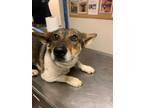 Adopt 50207760 a White Corgi / Mixed dog in Los Lunas, NM (34694632)