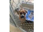 Adopt Baloo a Brown/Chocolate Mastiff / Mixed dog in Sullivan, IN (34694611)