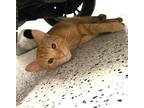 Adopt Pickles a Orange or Red Tabby American Shorthair / Mixed (short coat) cat