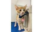 Adopt Vanni a Orange or Red Domestic Shorthair / Domestic Shorthair / Mixed cat