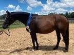 2010 Bay Oldenburg Mare in Foal to Qredit for 2023