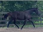2015 Oldenburg Approved Thoroughbred Mare in Foal to Qredit