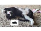 Milo, Domestic Shorthair For Adoption In Beatrice, Nebraska