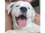 Igloo, Labrador Retriever For Adoption In Orlando, Florida