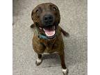 Zack, American Pit Bull Terrier For Adoption In Columbia, Missouri