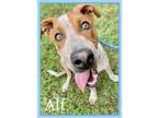 Adopt ALF a Merle Australian Cattle Dog / Mixed dog in Marietta, GA (34699283)