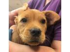 Adopt Donut a Mixed Breed