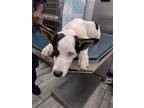 Adopt SOJOURNER a Husky, Mixed Breed