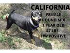 Adopt California a Hound