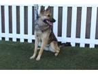 Adopt A564158 a German Shepherd Dog, Mixed Breed