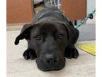 Adopt UNKNOWN a Labrador Retriever, Mixed Breed