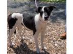 Adopt LATTE a Border Collie, Mixed Breed