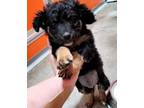 Adopt ECLIPSE a Poodle, Dachshund