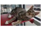 Adopt SQUEAKERS a Domestic Short Hair