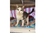 Adopt Candy Land a Domestic Short Hair