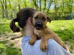 Adopt Thor Odison a Mixed Breed